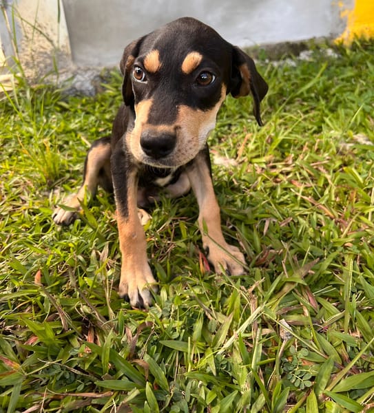 🐾 À L’ADOPTION – BAYO, un petit coquin au cœur fondant ! 🐾