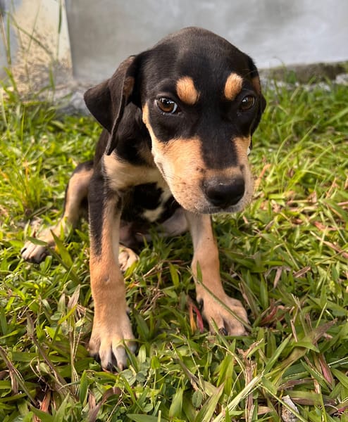 🐾 À L’ADOPTION – BAYO, un petit coquin au cœur fondant ! 🐾