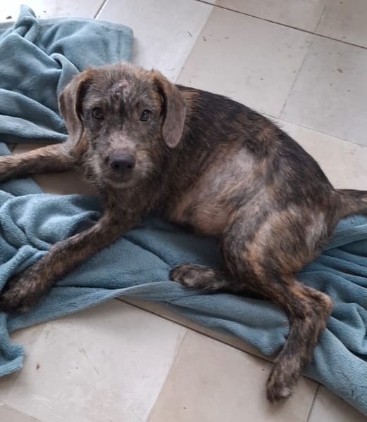 DAIKIRI, chiot femelle croisée