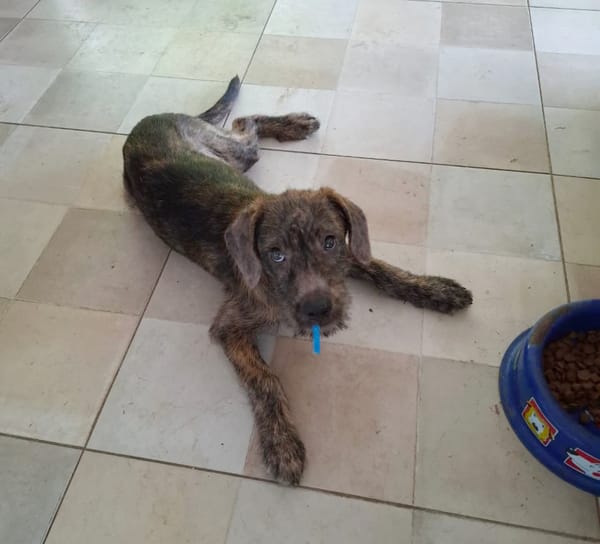 DAIKIRI, chiot femelle croisée