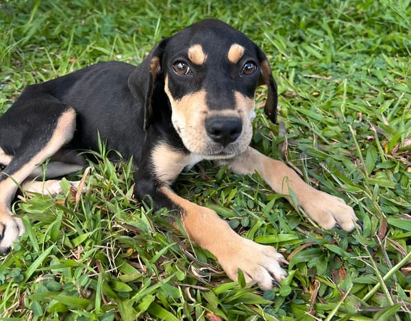 🐾 À L’ADOPTION – BAYO, un petit coquin au cœur fondant ! 🐾