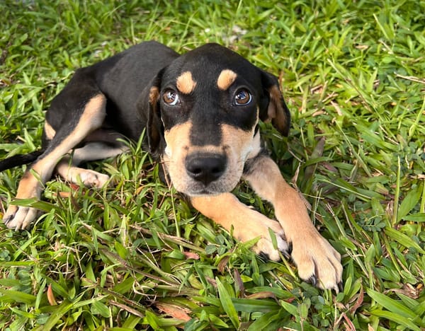 🐾 À L’ADOPTION – BAYO, un petit coquin au cœur fondant ! 🐾
