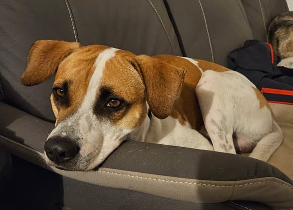 ELLIOT, mâle croisé créole, né le 25/06/2023 🌜