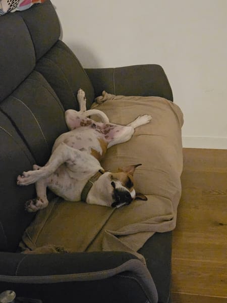 ELLIOT, mâle croisé créole, né le 25/06/2023 🌜