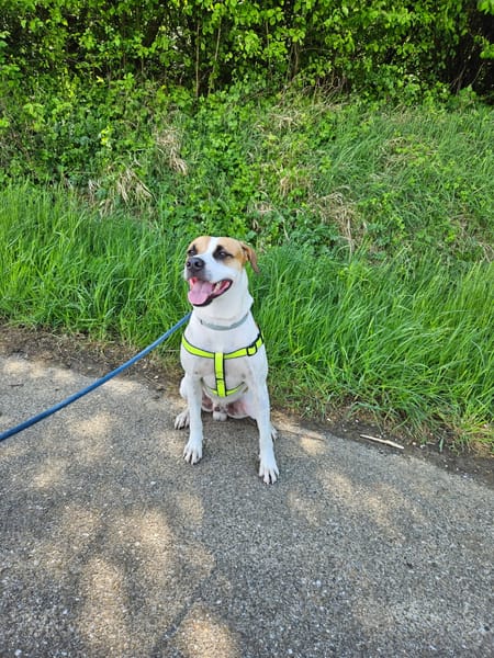ELLIOT, mâle croisé créole, né le 25/06/2023 🌜