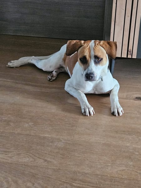 ELLIOT, mâle croisé créole, né le 25/06/2023 🌜