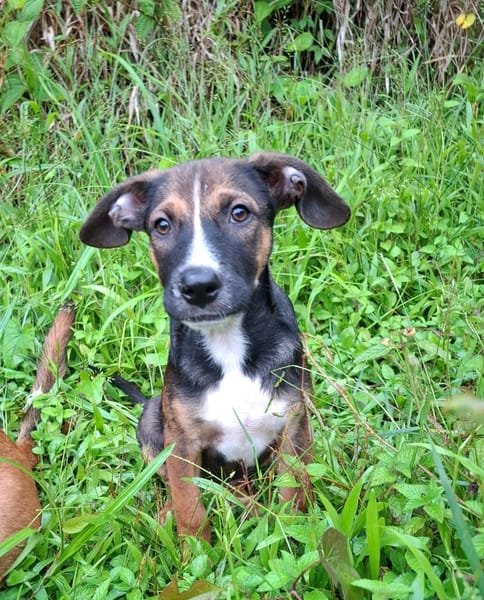 YUKI, chiot Berger Créole mâle