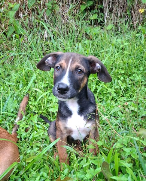 YUKI, chiot Berger Créole mâle