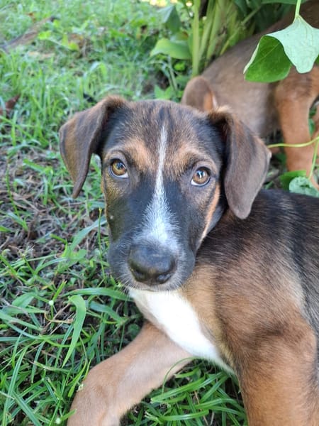 YUKI, chiot Berger Créole mâle