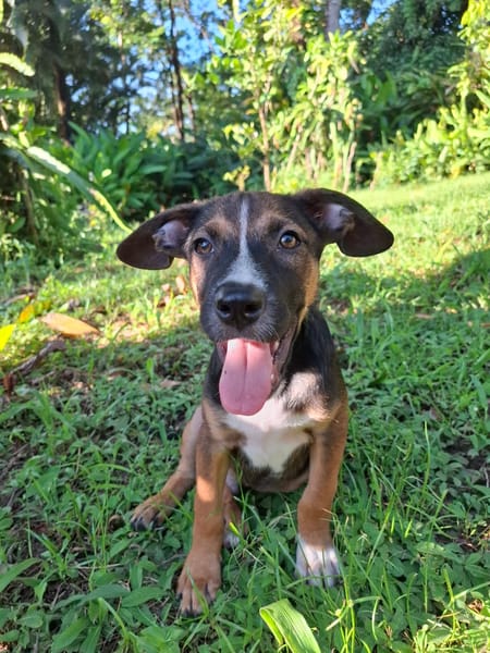 YUKI, chiot Berger Créole mâle