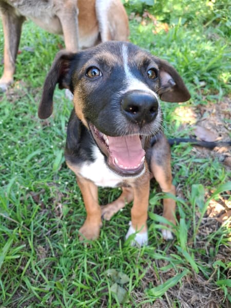 YUKI, chiot Berger Créole mâle