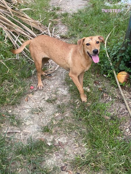 TWISTIE, Femelle Croisée Créole NON-LOF