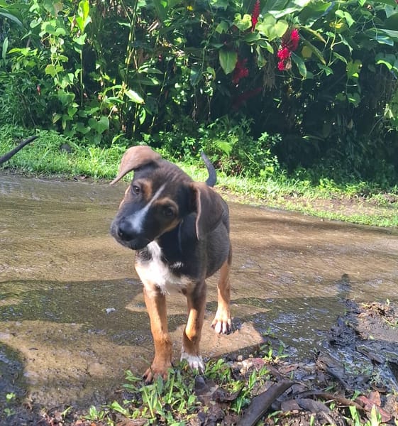 YUKI, chiot Berger Créole mâle