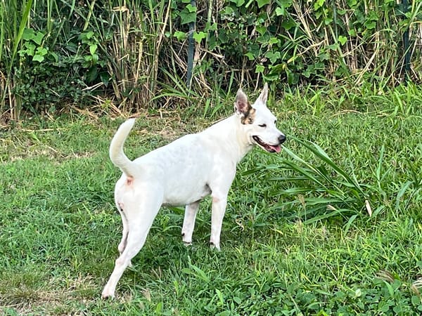 🐾 À L’ADOPTION – FÉFÉ, la complice idéale pour toutes vos aventures ! 🐾