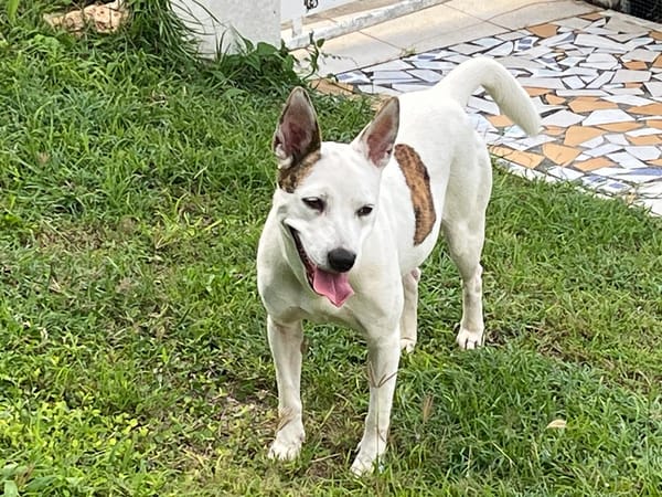 🐾 À L’ADOPTION – FÉFÉ, la complice idéale pour toutes vos aventures ! 🐾