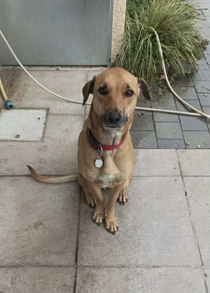 🐾 À L’ADOPTION – UNAÏ, le petit cœur tendre au grand amour de la vie ! 🐾