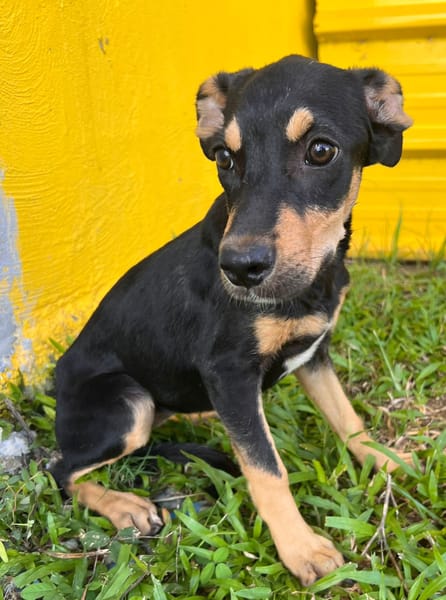 🐾 À L’ADOPTION – HERA, la petite sœur au cœur tendre et au caractère bien trempé ! 🐾