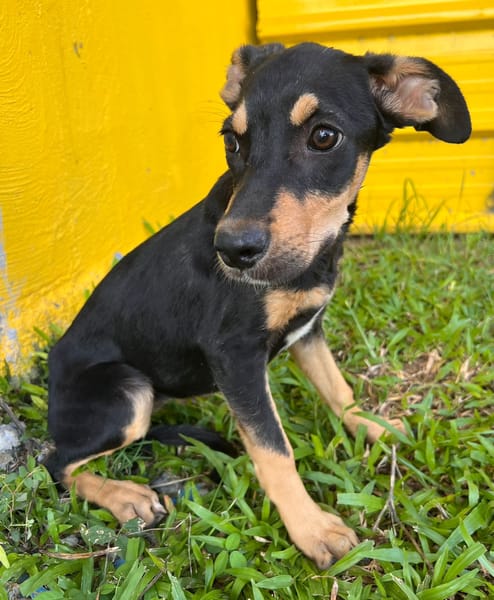 🐾 À L’ADOPTION – HERA, la petite sœur au cœur tendre et au caractère bien trempé ! 🐾