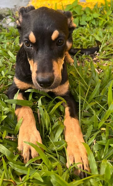 🐾 À L’ADOPTION – HERA, la petite sœur au cœur tendre et au caractère bien trempé ! 🐾