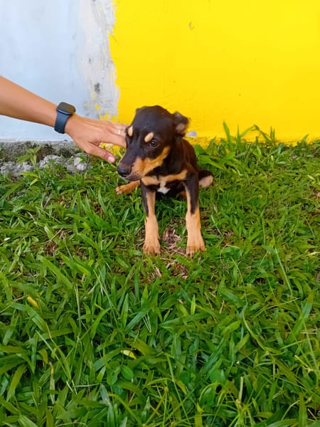 🐾 À L’ADOPTION – HERA, la petite sœur au cœur tendre et au caractère bien trempé ! 🐾