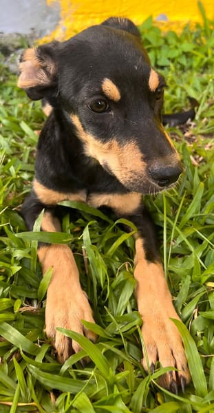 🐾 À L’ADOPTION – HERA, la petite sœur au cœur tendre et au caractère bien trempé ! 🐾