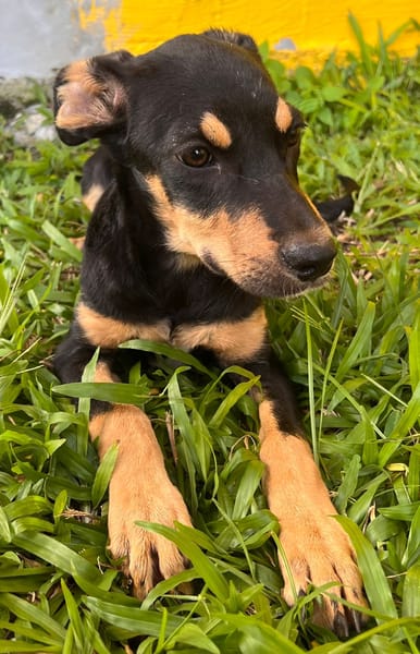 🐾 À L’ADOPTION – HERA, la petite sœur au cœur tendre et au caractère bien trempé ! 🐾