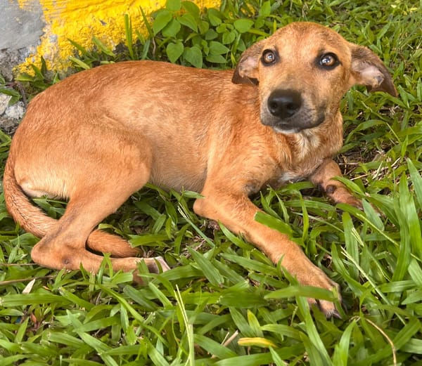 🐾 À L’ADOPTION – UTAH, une petite timide au cœur débordant de tendresse 🐾