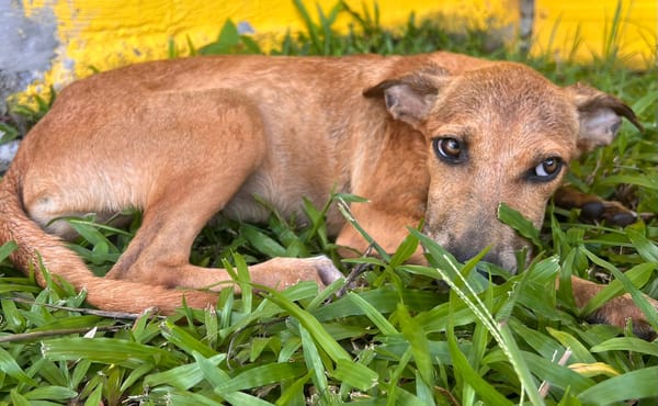 🐾 À L’ADOPTION – UTAH, une petite timide au cœur débordant de tendresse 🐾