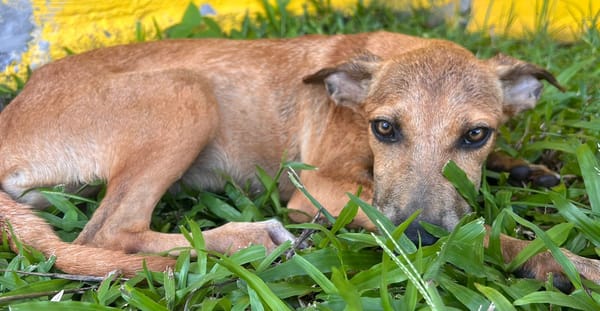 🐾 À L’ADOPTION – UTAH, une petite timide au cœur débordant de tendresse 🐾