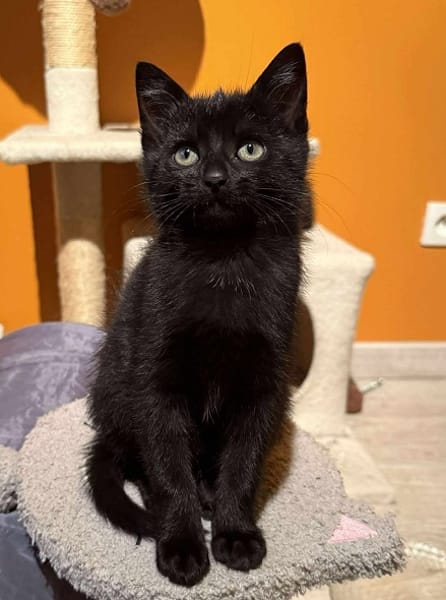 Azalée  A réserver