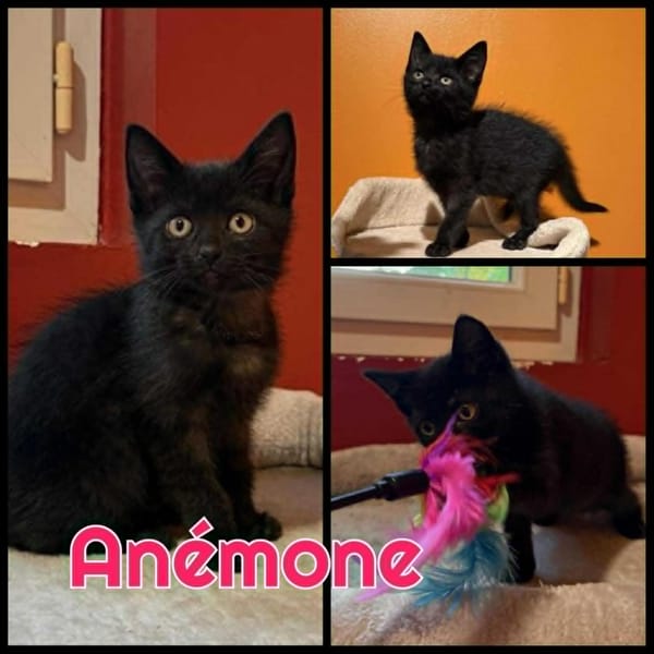 Anémone  A réserver