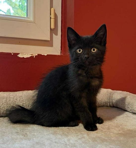 Anémone  A réserver