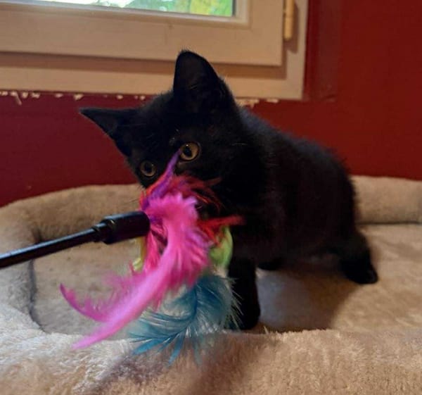 Anémone  A réserver