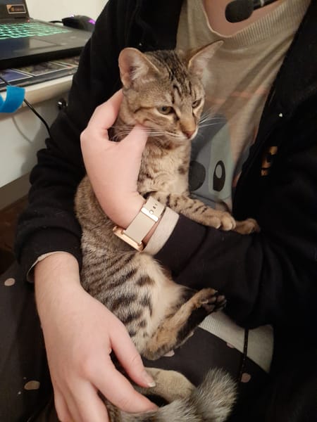 Miel chatonne femelle