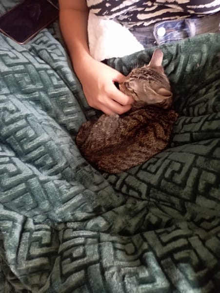 Miel chatonne femelle