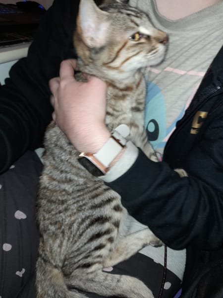 Miel chatonne femelle