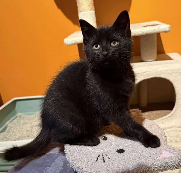 ACONITE  A réserver