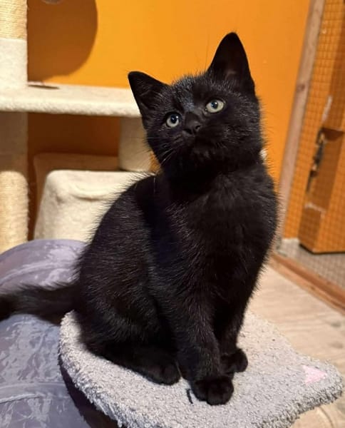 ACONITE  A réserver