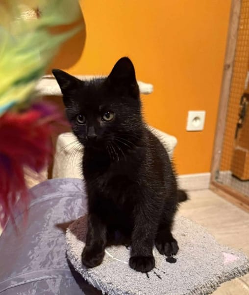 ACONITE  A réserver