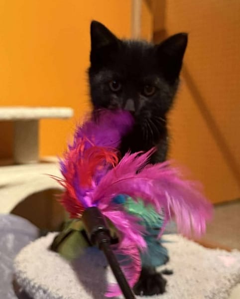 ACONITE  A réserver