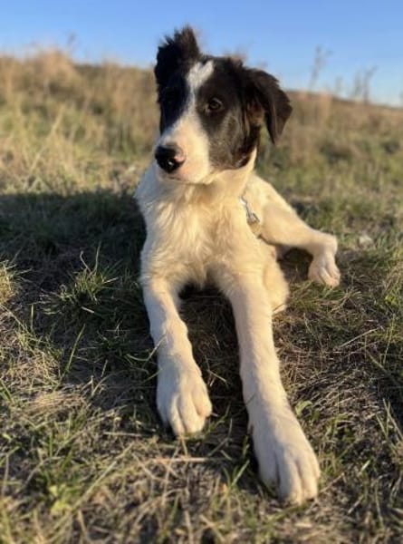 Bono - der sanfte Hirtenhund-Bub