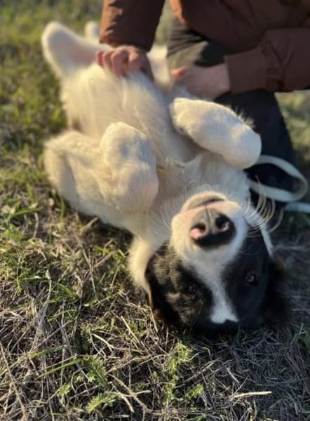 Bono - der sanfte Hirtenhund-Bub