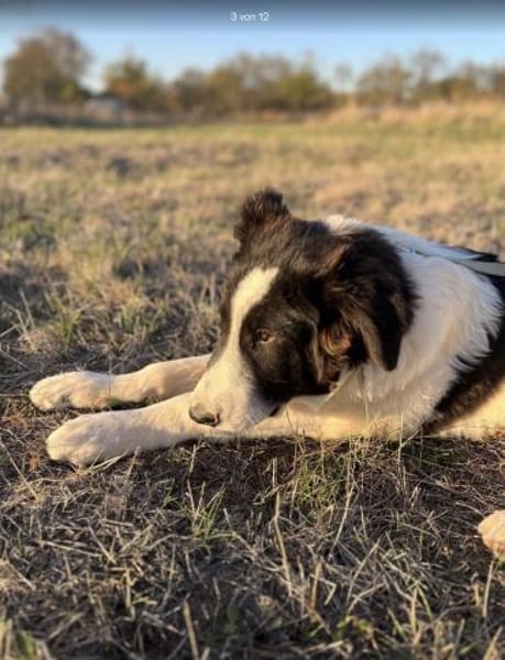 Bono - der sanfte Hirtenhund-Bub