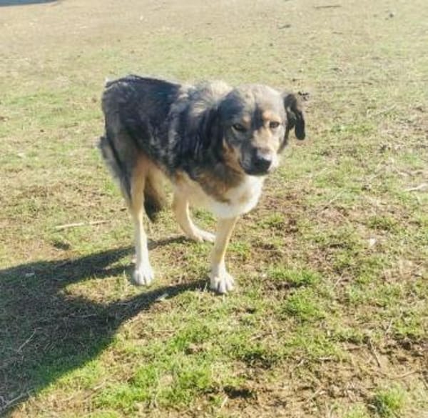 Berry ein toller dreibeiniger Rüde