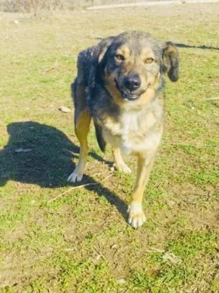 Berry ein toller dreibeiniger Rüde