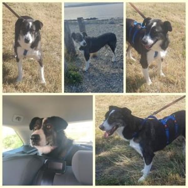 TASCA, w., kastr., Mischling, ca. 62 cm