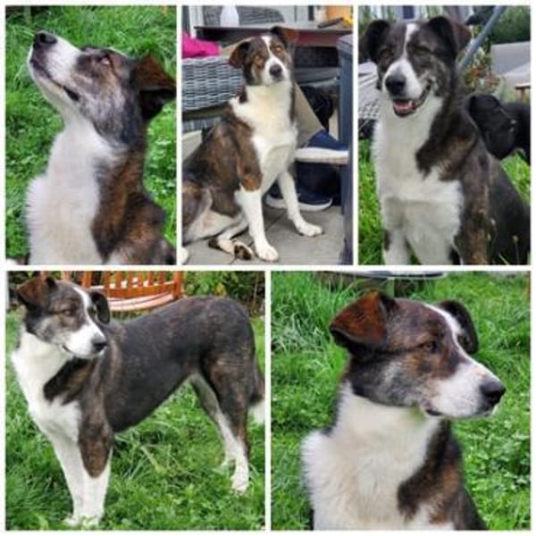 TASCA, w., kastr., Mischling, ca. 62 cm