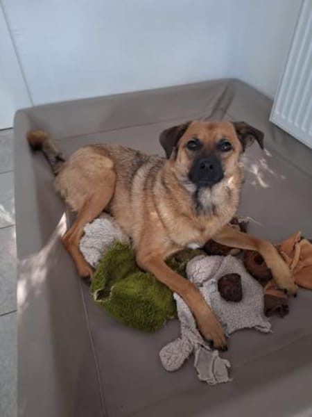 Hannes - perfekter Junghund