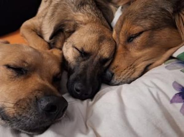 Hannes - perfekter Junghund