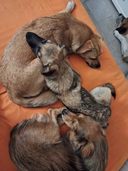 Hannes - perfekter Junghund